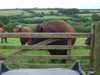 Bull_at_the_gates