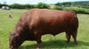 Grazing_millennium