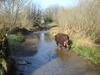 Millennium_in_river
