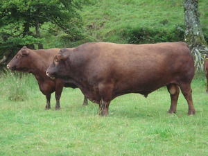 Cutcombe Millennium
