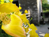 Wild_flower_2