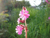 Campion 1