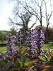 Ajuga-Bugle