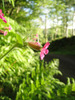 Wild_flower_5