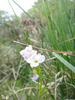 Wild_flower_6