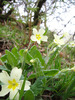 Primrose