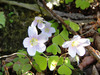 Wild_flower_8