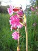 Wild_flower_9