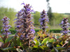 Wild_flower_10