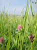 Field Grass