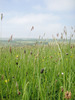 Field Grass 2
