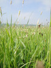 Field Grass 3
