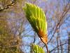New Beach Leaf