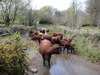Cows in River