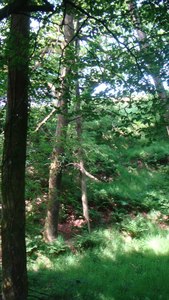 Hanging Tree
