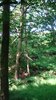 Hanging Tree