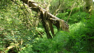 Fallen but life sustaining