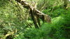 Fallen_but_life_sustaining