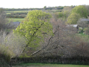 Leaning Tree of AB