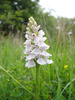 Orchid