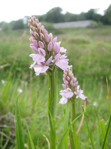 Orchid Pair