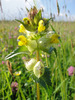 Yellow Rattle