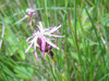 Ragged_robin