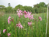 Ragged Robin group