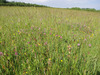 Diverse_meadow