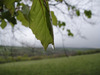Tree_drip