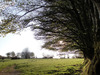 Old_hedges