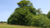 Goyle_trees