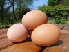 Fresh_eggs