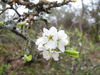 Tree_blossom
