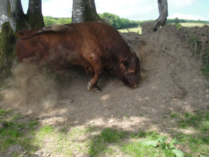 Earth Mover