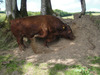 Foreleg_force