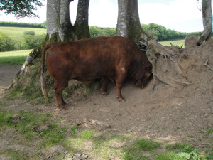 Maybe I can move this Tree 2