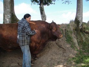 touch-a-bull