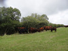Cows_under_trees