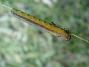 Caterpillar(1)