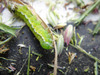 Caterpillar_2_