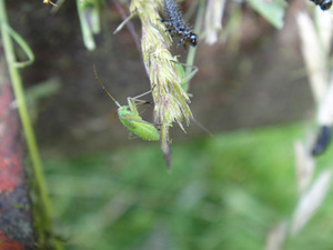 insects