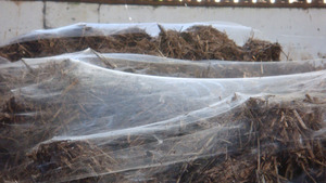 Silk Covered Dung