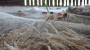 Encased_mushrooms