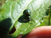 Female_dock-beetle