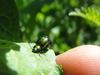 Female_dock_bettle_-_face_on
