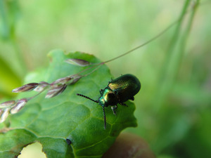 DockBeetle-Male