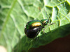 Female_dockbeetle-with_eggs
