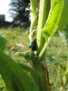 Dockbeetle_habitat