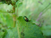 Dockbeetle-_male_side_view